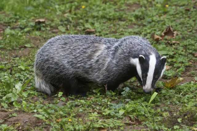 Badger