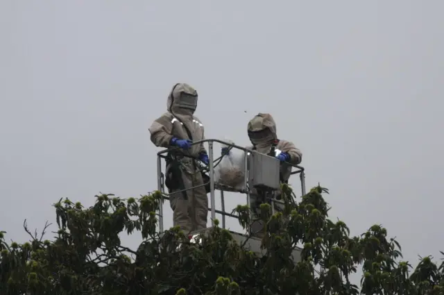 Hornet nest recovery