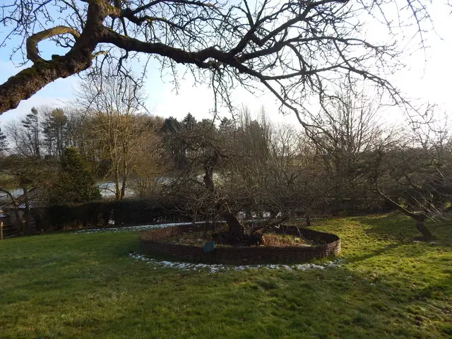 Apple tree at Woolsthorpe Manor