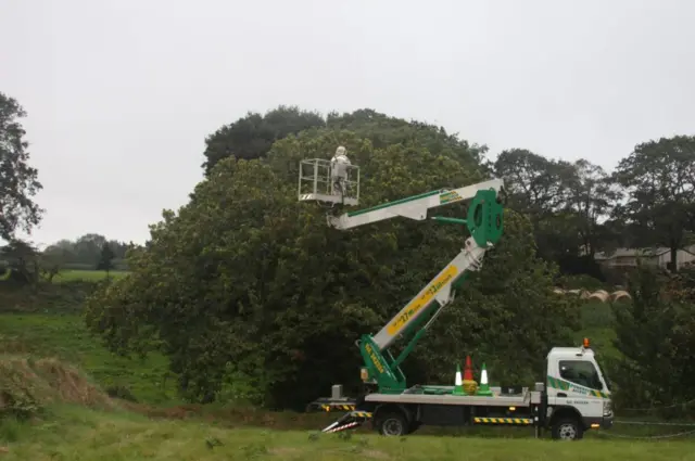 Hornet nest recovery