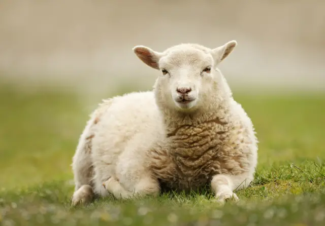 A lamb