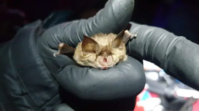 Lesser horseshoe bat