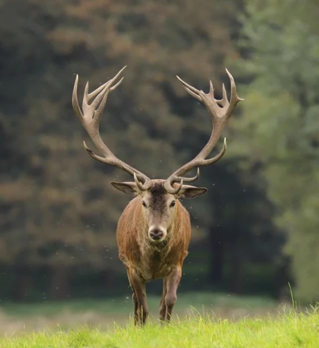 A stag in a field