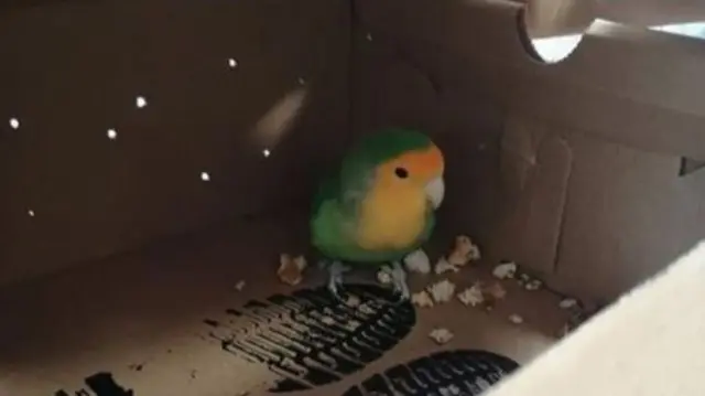 The bird in a shoebox