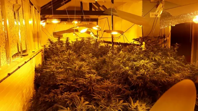 Pub cannabis grow