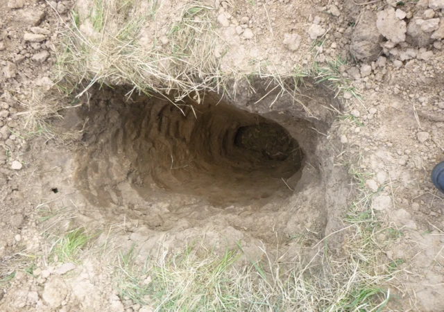 Badger sett