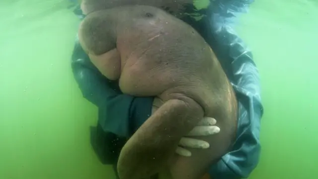 A file picture of Mariam, a beloved baby dugong whose fight for recovery won many hearts in Thailand