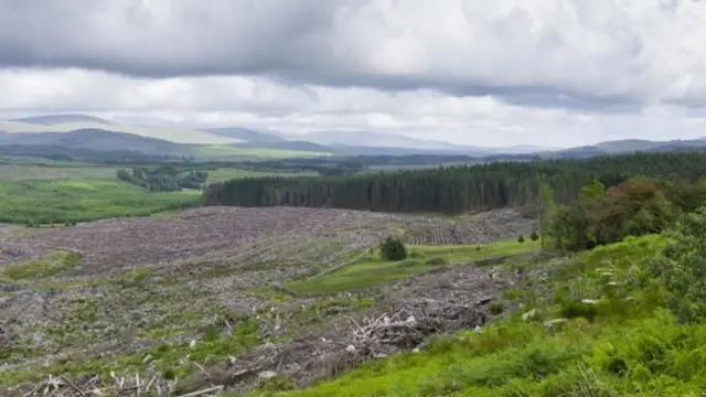 Trees are a powerful tool to remove carbon dioxide from the atmosphere