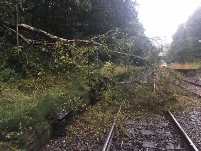 Fallen tree