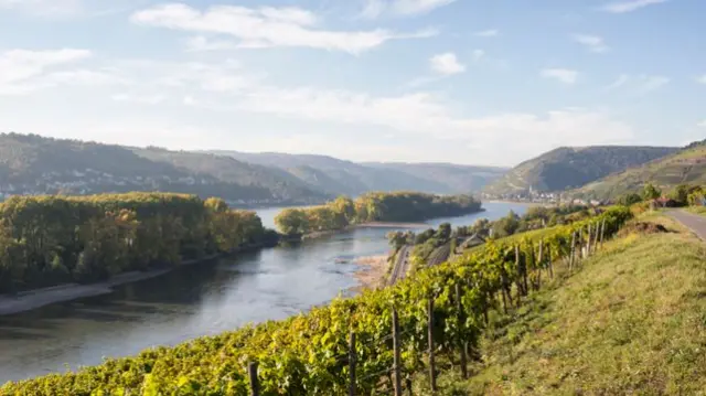 Vineyards between Lorch and Assmannshausen at Rheingau , Hesse, Germany