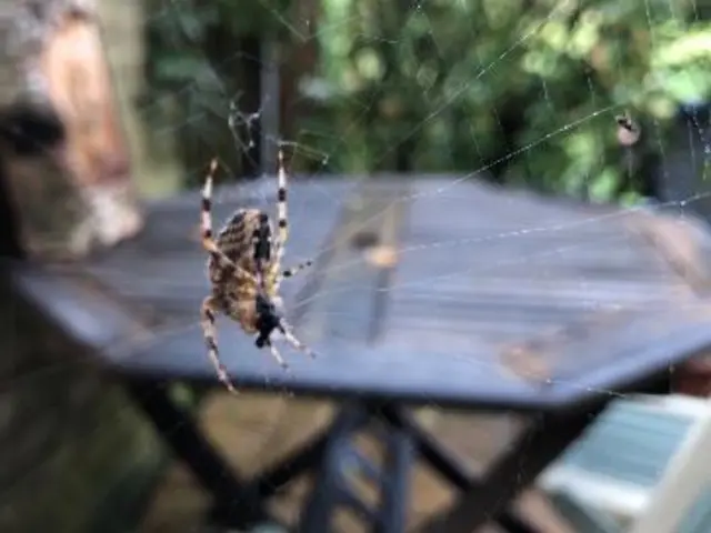 Spider in garden