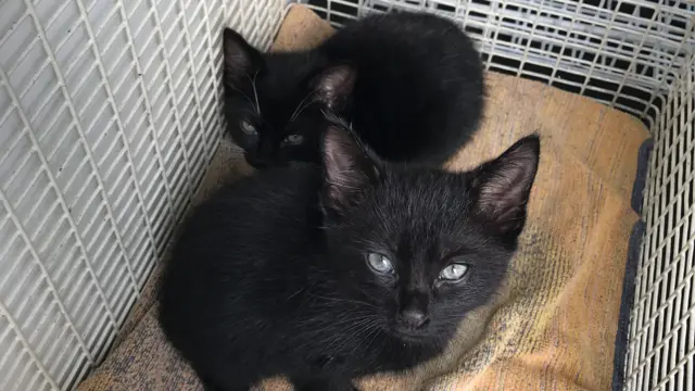 Kittens