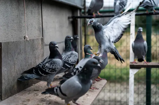 Racing pigeon