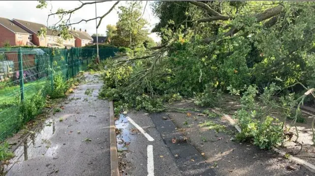 Fallen tree