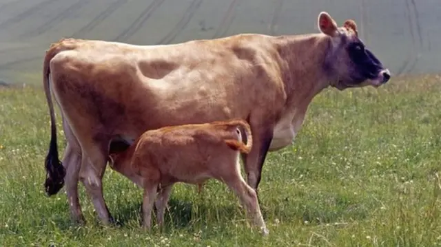 Jersey cow