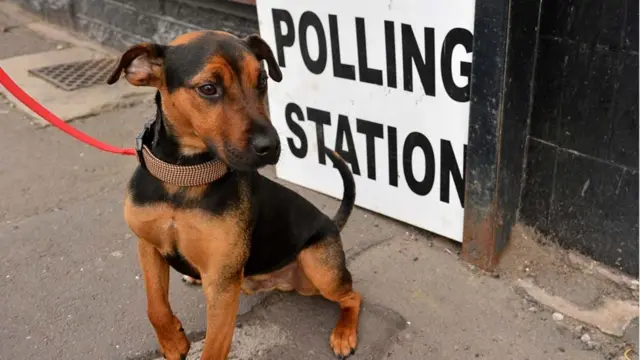 A dog outside a polling station