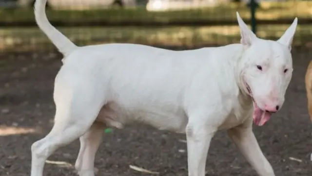 bull terrier