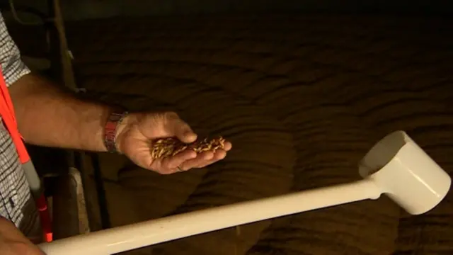 Man holding barley grains