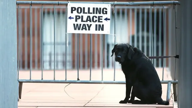 Dog by polling station sign