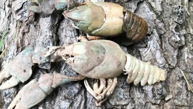 Dead crayfish