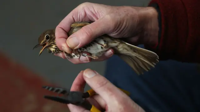 A song thrush being tagged