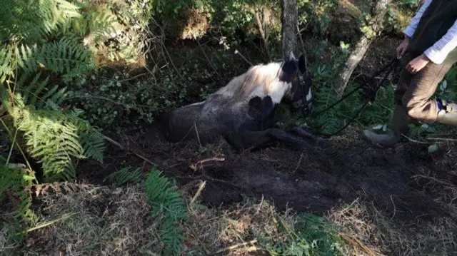 Horse stuck