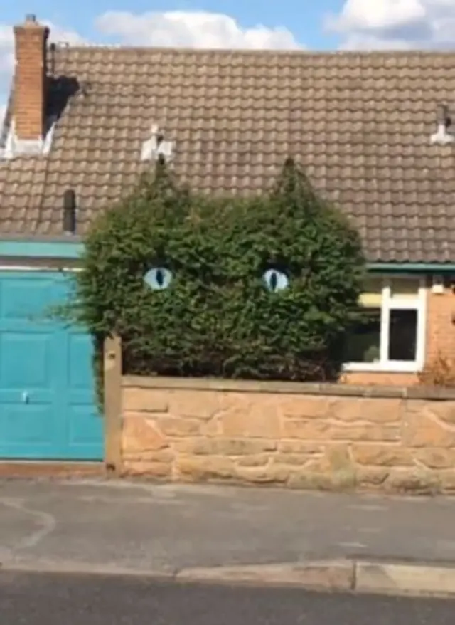 Cat bush