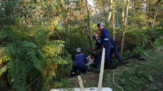 Horse being rescued