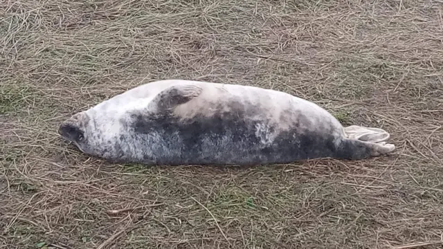 Seal lying on its back