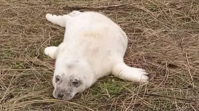 White seal pup