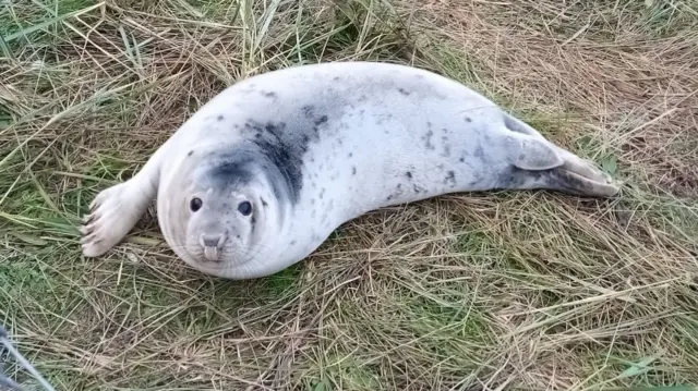 Seal on beach