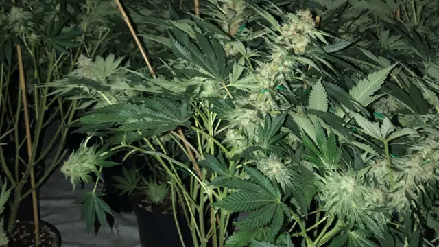 CANNABIS PLANT