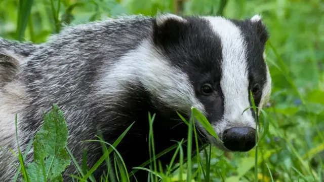 Badger