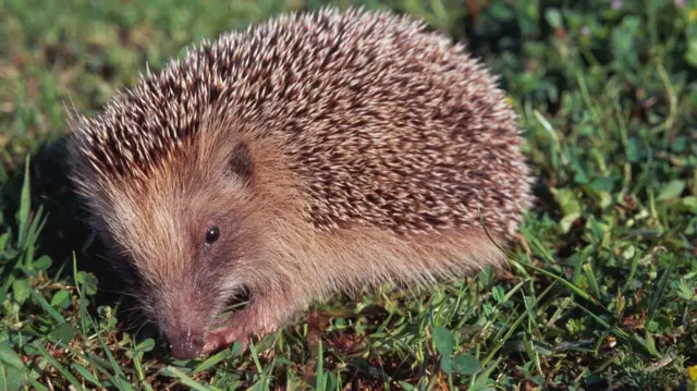 Hedgehog