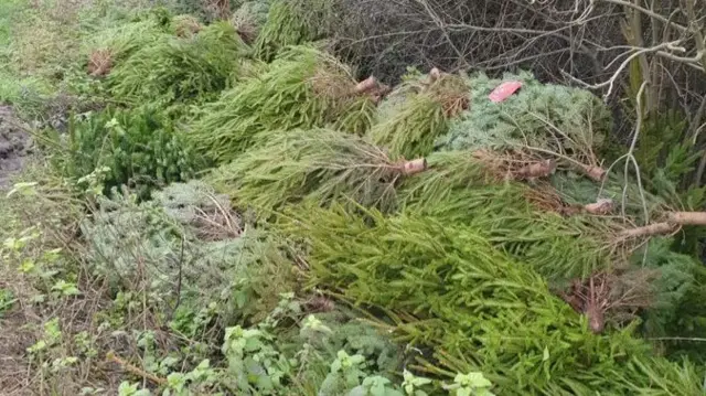 Dumped Christmas trees