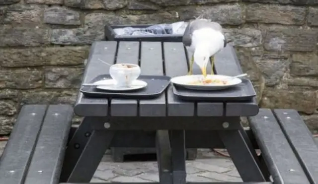 Seagull eating food from a table