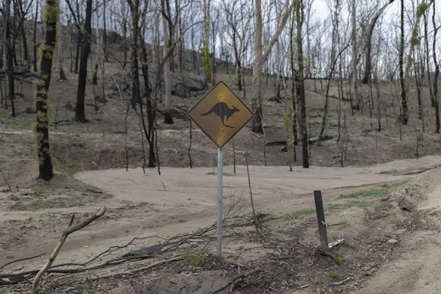 Kangaroo sign on burnt land