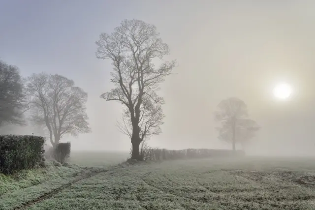 Trees in the Mist