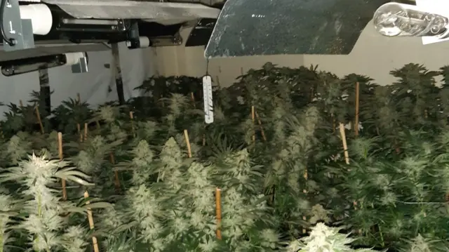 The cannabis plants