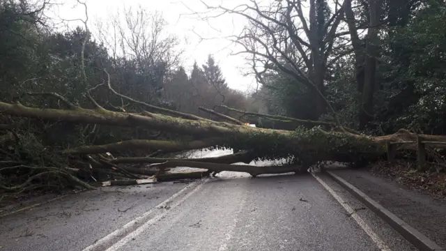 Tree down