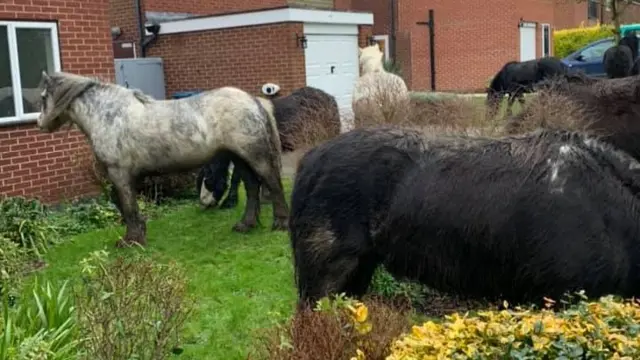 Ponies in Kinoulton