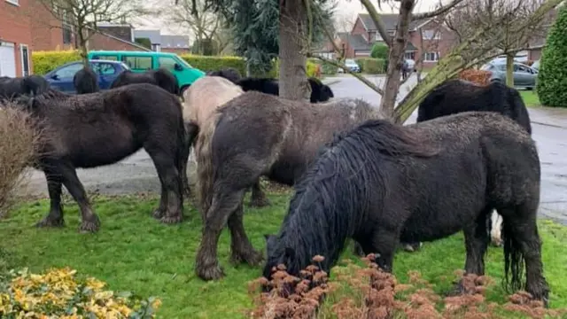 Ponies in Kinoulton