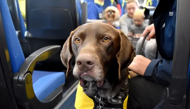 DOG ON TRAIN