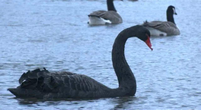 Black Swan