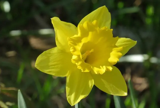 Daffodil growing in Solihull