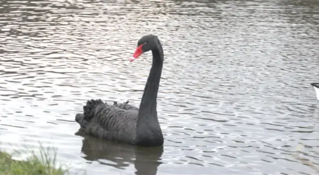 black swan