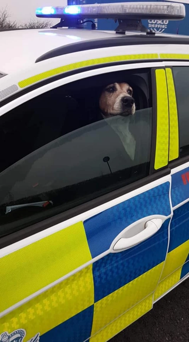 Dog in police car