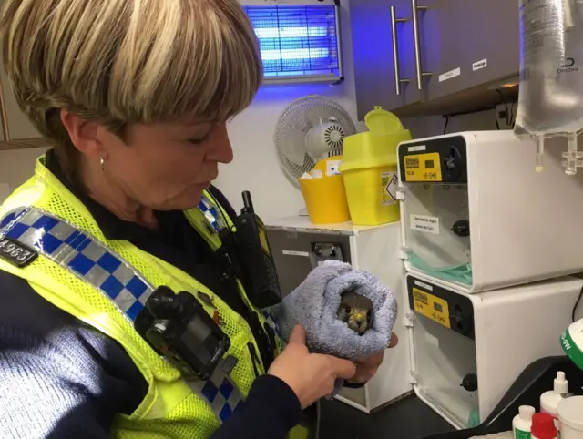 Wildlife officer CJ Newsome with injured kestrel