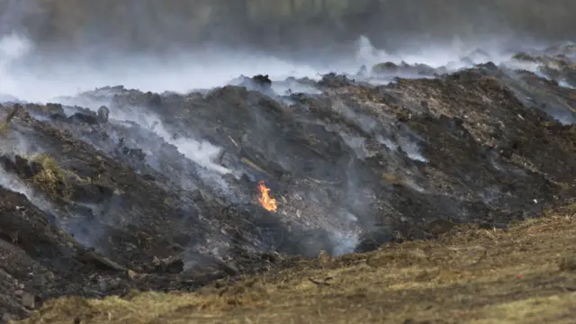 Cattle burning