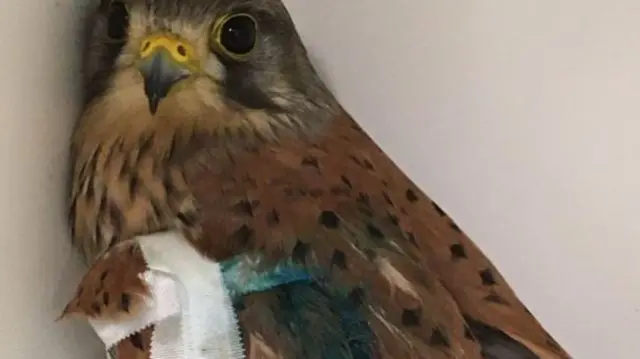 INJURED KESTREL